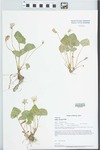 Viola sororia Willd. by Paul B. Marcum