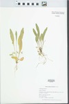 Viola lanceolata L. by Gordon C. Tucker