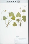Viola sororia Willd. by Martin Bennett