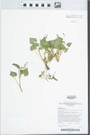 Viola canadensis L. by P. Harwood and Carol Woodin