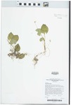 Viola blanda Willd. by P. Harwood