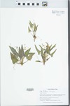 Viola diffusa Ging. by Gordon C. Tucker and Xun-lin Yu