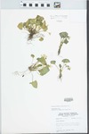 Viola sororia Willd. by W. E. McClain