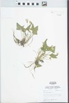 Viola pratincola Greene by W. E. McClain