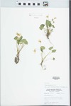 Viola pratincola Greene by W. E. McClain