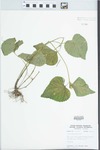 Viola pubescens Aiton by John E. Ebinger