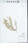 Viola rafinesquii Greene by John E. Ebinger