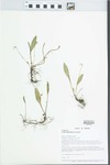 Viola lanceolata L. by Loy R. Phillippe and Paul B. Marcum