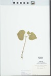 Viola pubescens var. eriocarpa (Schwein.) N.H.Russell by Elisabet Ore