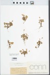Viola labradorica Schrank by Edwin Hubert Eames