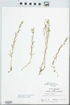 Polypremum procumbens L. by John E. Ebinger