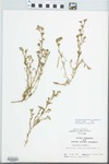 Polypremum procumbens L. by John E. Ebinger