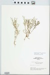 Polypremum procumbens L. by Edsel Ray Lafferty