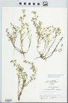 Polypremum procumbens L. by Hampton Parker
