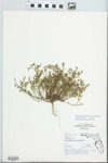Polypremum procumbens L. by Roger T. Poole