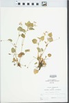Viola conspersa Rchb. by John E. Ebinger