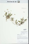 Viola primulifolia L. by Loy R. Phillipe and Richard L. Larimore