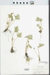 Viola pedatifida X sagittata var ovata (Nutt) T & G