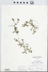 Portulaca oleracea L. by John E. Ebinger