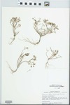 Portulaca halimoides L. by John E. Ebinger