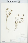 Portulaca oleracea L. by Leland Jacob Gier