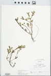Portulaca oleracea L. by Julia Maynard