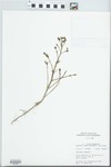 Portulaca oleracea L. by William McClain