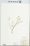 Portulaca oleracea L. by G. J. Norwood