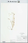 Portulaca oleracea L. by Judy Damery Parrish