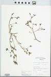 Portulaca oleracea L. by R. Dale Thomas