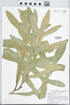 Stenocarpus sinuatus (A. Cunn.) Endl. [excluded] by J. Richard Abbott