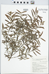 Persoonia mollis R.Br. subsp. Mollis by L. A. S. Johnson, B. G. Briggs, and B. M. Wiecek