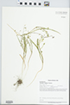 Claytonia virginica L. by Daniel T. Busemeyer, John E. Ebinger, William McClain, and Loy R. Phillippe