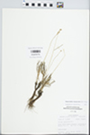 Phemeranthus rugospermus (Holz.) Kiger by John E. Ebinger