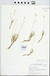 Phemeranthus rugospermus (Holz.) Kiger