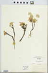 Spraguea umbellata var. caudicifera A. Gray by H. Kruse and H. M. Gilkey