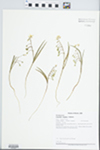 Claytonia virginica L. by Paul B. Marcum and Loy R. Phillippe