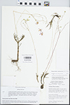Phemeranthus rugospermus (Holz.) Kiger by William E. McClain