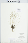 Phemeranthus parviflorus (Nutt.) Kiger by A. Parker