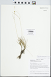 Phemeranthus rugospermus (Holz.) Kiger by Loy R. Phillippe, Mary Ann Feist, J. A. Koontz, and C. Carrol