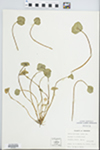 Montia perfoliata (Donn ex Willd.) T.J. Howell by D. C. Walrod