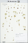 Androsace occidentalis Pursh by Dan Busemeyer, Mary Ann Feist, Paul Marcum, and Loy R. Phillippe
