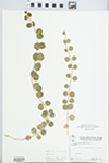 Lysimachia nummularia L. by W. Pichon and Hampton Parker