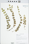 Lysimachia nummularia L. by Paul B. Marcum and Loy R. Phillippe