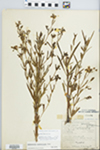 Lysimachia quadriflora Sims by Wallace and Paul Sargent