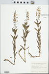 Lysimachia terrestris (L.) Britton, Sterns & Poggenb. by H. E. Ahles