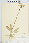 Dodecatheon meadia L. by Charles B. Arzeni
