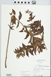 Lysimachia quadrifolia L. by Fred A. Barkley