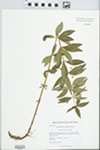 Lysimachia quadrifolia L. by Kerry Barringer