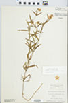 Lysimachia quadriflora Sims by Virginius H. Chase